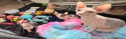 Sphynx cats for sale: Blue Eyes sphynx kittens GCCF and TICA  - Advert 16