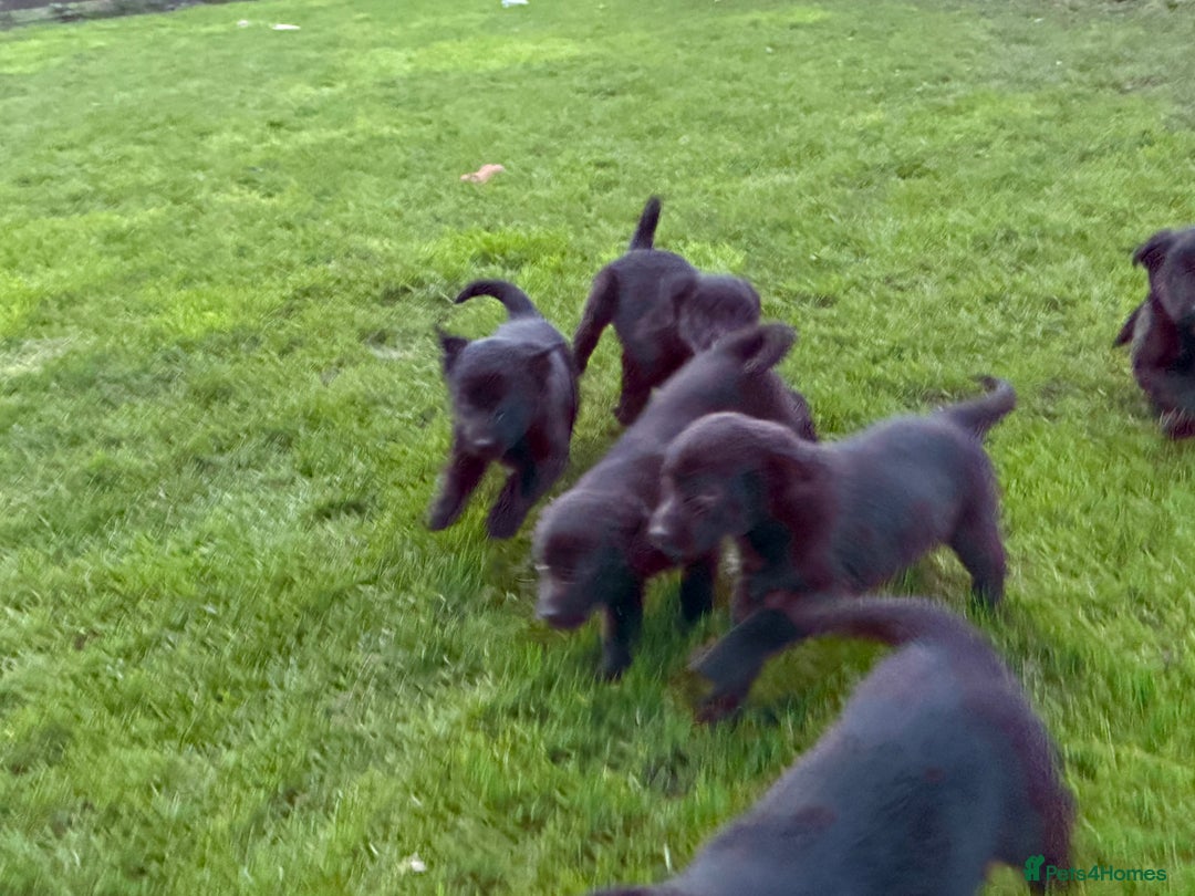 Border Collie dogs for sale: Fabulous Border Collie x Labrador Puppies - Advert 12