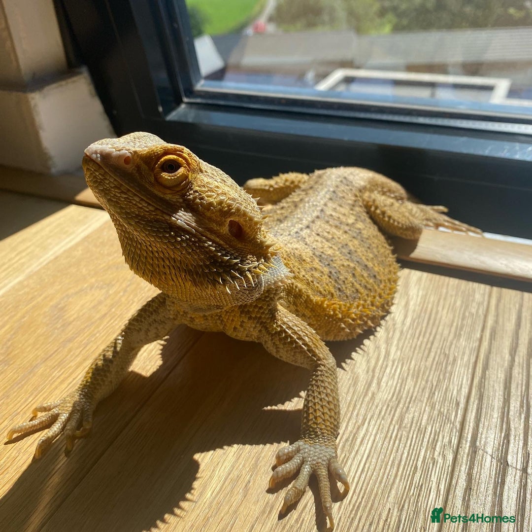 Bearded Dragon reptiles for sale: X2 Bearded Dragons (SOLD) - Image 6