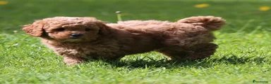 Cavapoochon Puppy 7