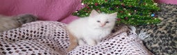 Ragdoll cats for sale: 💗Stunning GCCF registered Ragdoll Kittens. - Advert 14