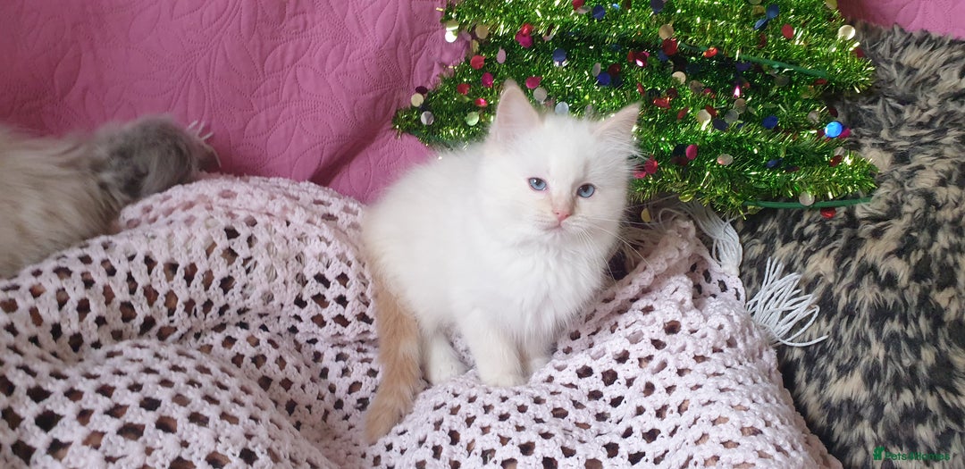 Ragdoll cats for sale: 💗Stunning GCCF registered Ragdoll Kittens. - Advert 14