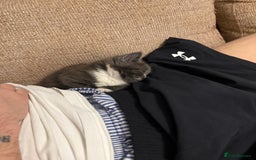 Mixed Breed cats for sale: Mixed breed kittens for sale - Image 7