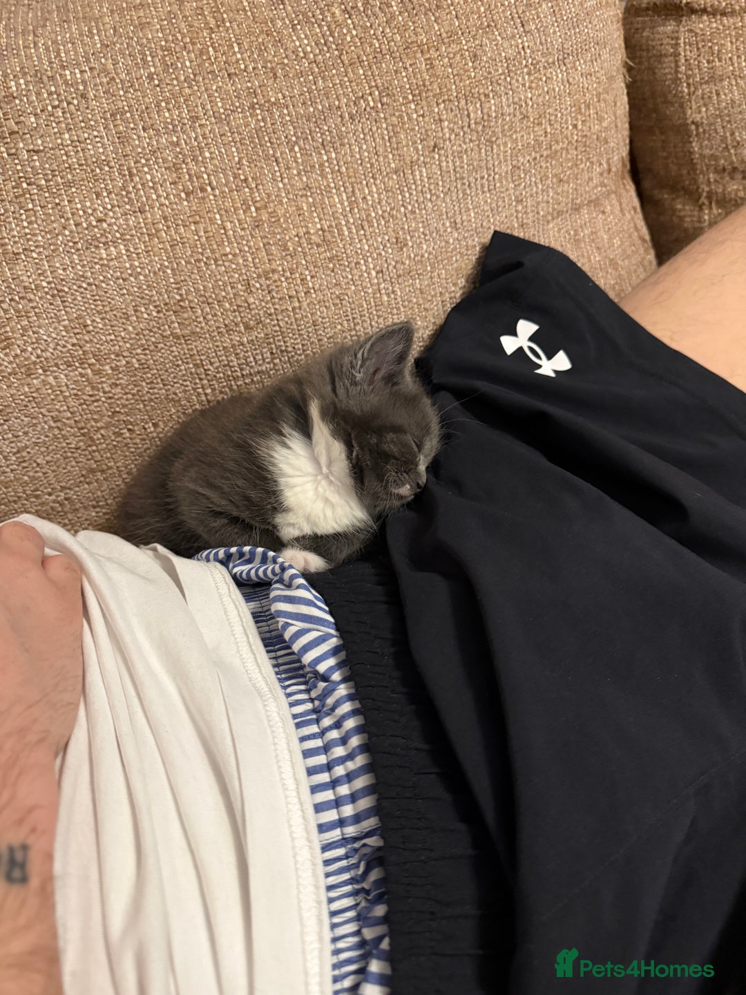 Mixed Breed cats for sale: Mixed breed kittens for sale - Image 7