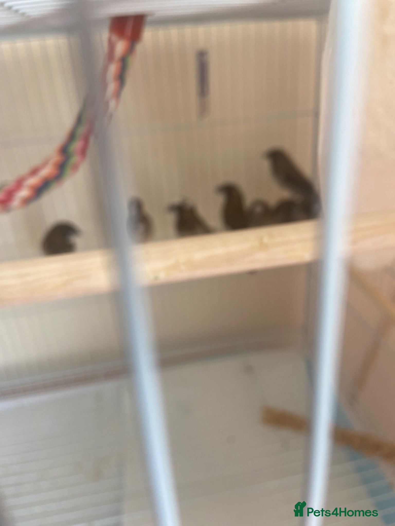 Finches birds 8 finches for sale  - Advert 1