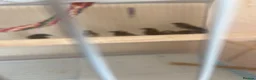 Finches birds for sale: 8 finches for sale  - Advert 1