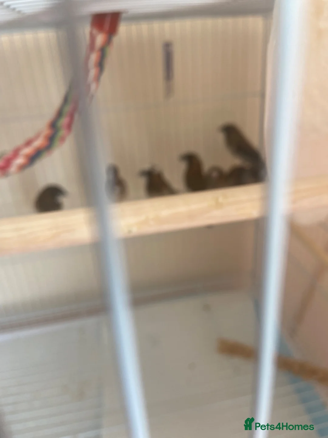 Finches birds for sale: 8 finches for sale  - Advert 1
