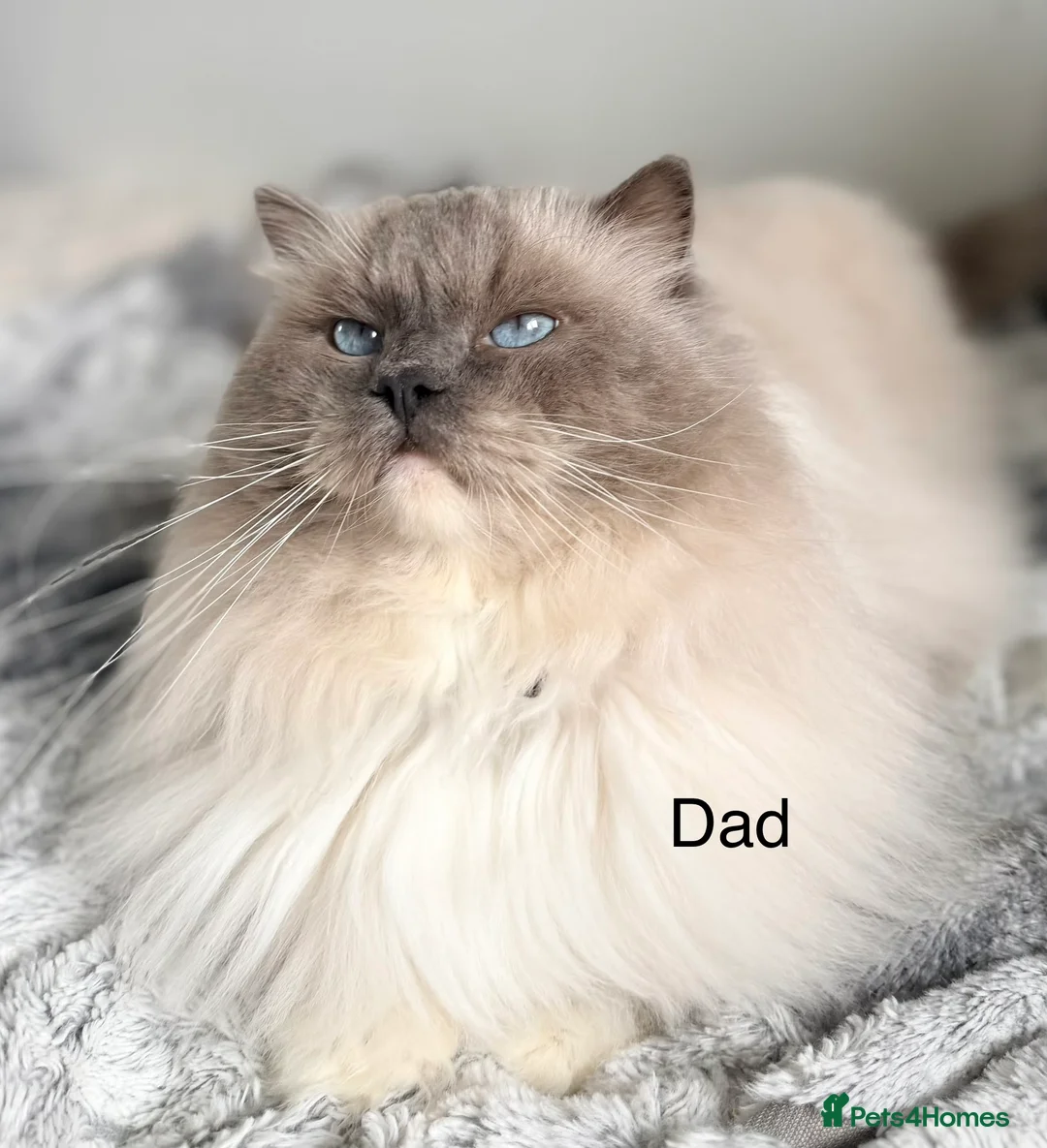 Ragdoll cats for sale: Stunning  European bloodline Ragdoll kittens  - Advert 2