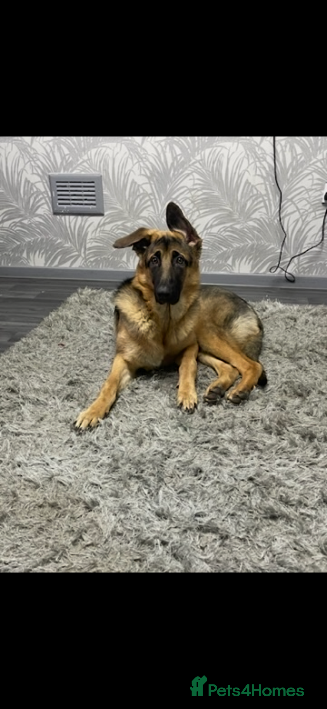German Shepherd dogs for sale: 2 year old male German shepherd  - Advert 6