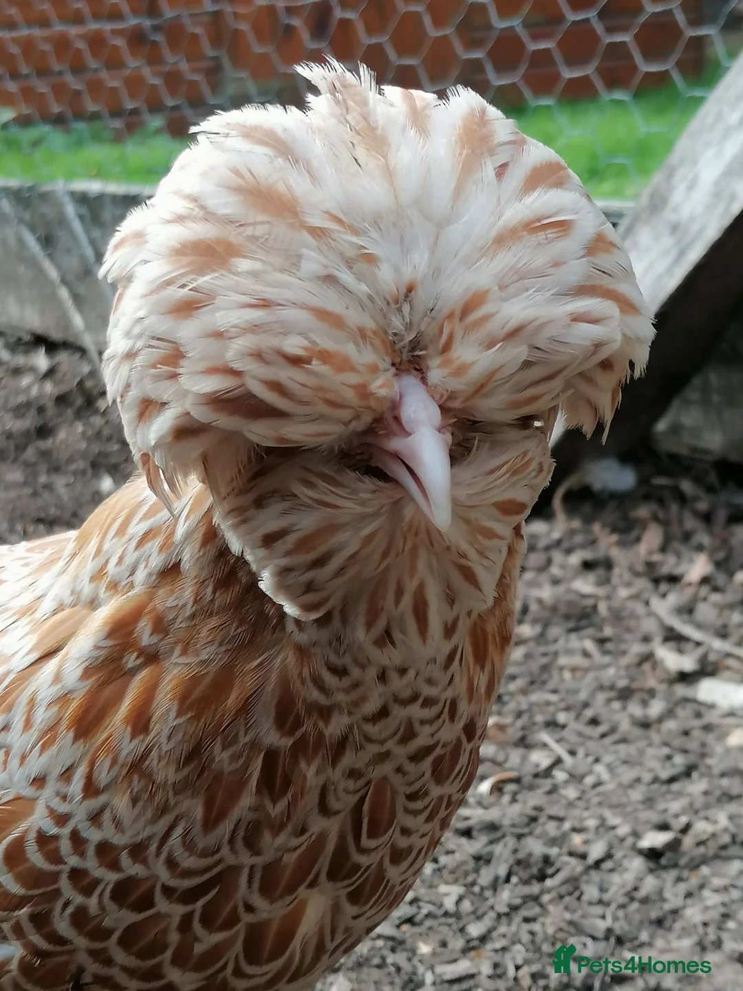 Chickens poultry for sale: Point of Lay Chickens - Advert 2