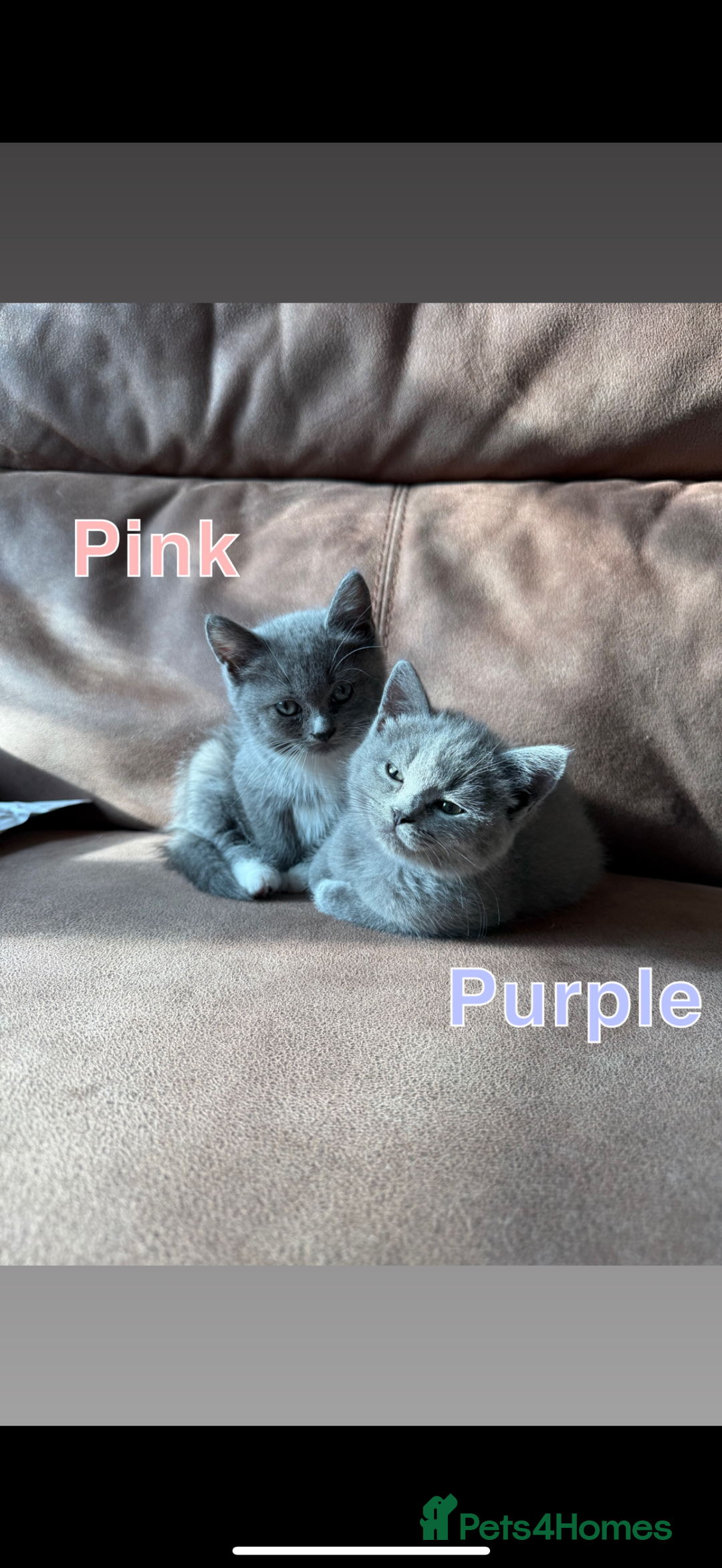 Mixed Breed cats for sale: 🐾 British Short Hair X Ragdoll Kittens 🐾 - Image 14