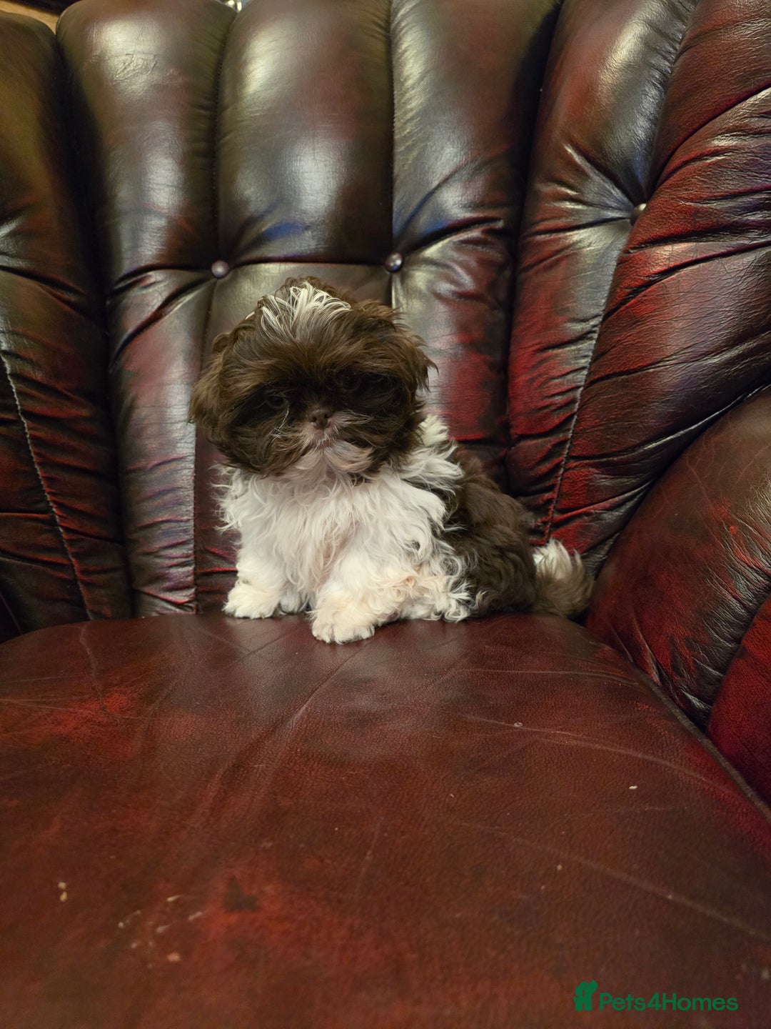 Shih Tzu dogs for sale: Stunning shih tzu - Advert 21