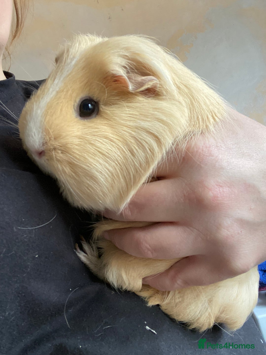 Guinea Pig rodents for sale: Female Guinea pig  - Image 2