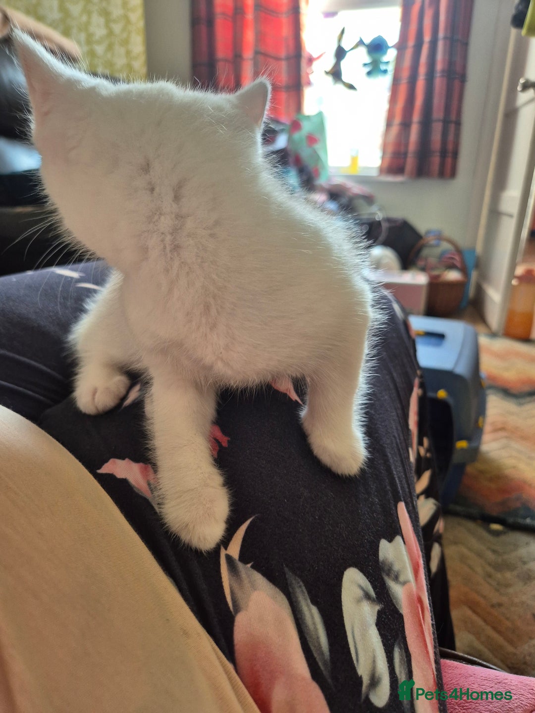 Bengal cats for sale: READY TO GO, BENGAL CROSS KITTEN FEMALE REDUCED  in Tamworth - Image 5