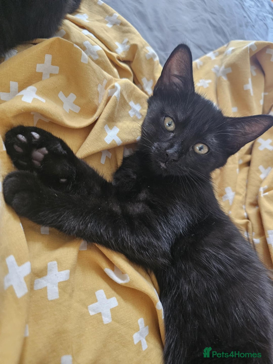 Mixed Breed cats for sale: 1 Black/brown striped Tabby cross Kitten - Image 5
