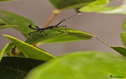 Stick Insects invertebrates for sale: Stick insect nymphs - Image 8