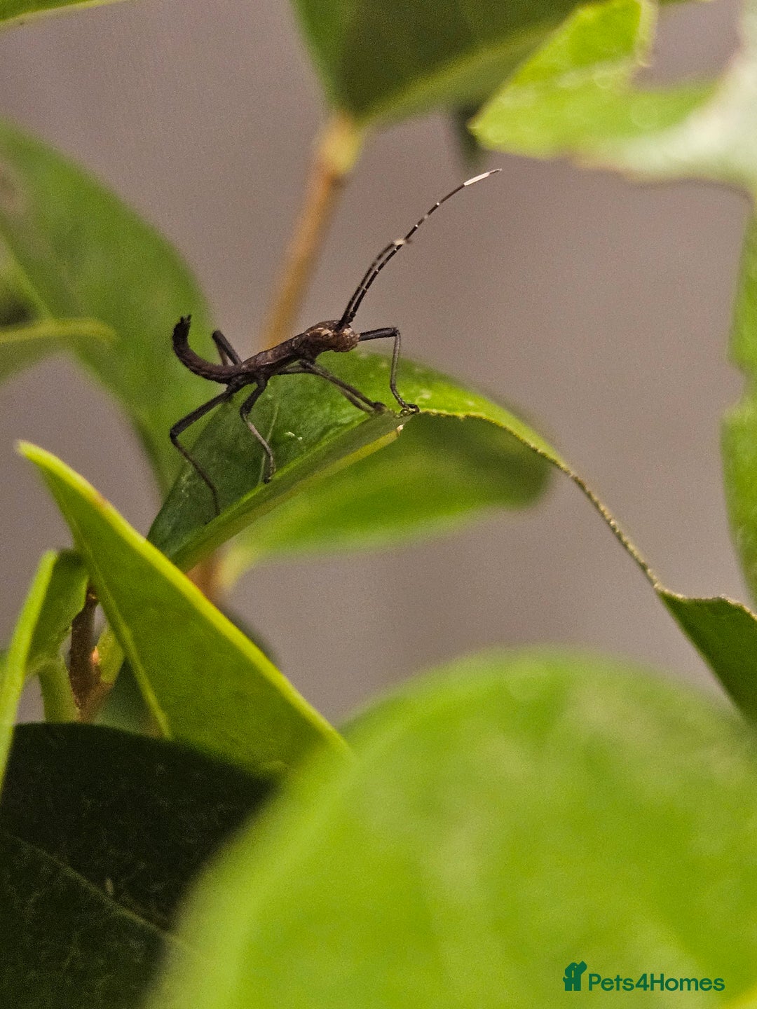 Stick Insects invertebrates for sale: Stick insect nymphs - Image 8