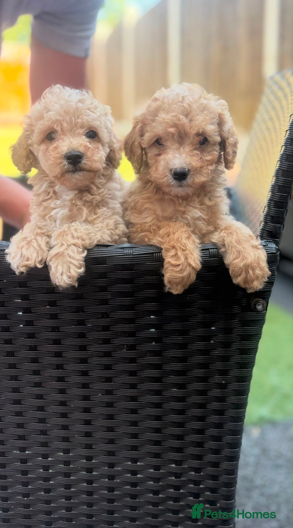 Maltipoo dogs READY TO LEAVE Stunning Miniature Maltipoo puppies - Advert 2