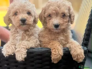 Maltipoo dogs READY TO LEAVE Stunning Miniature Maltipoo puppies - Advert 2