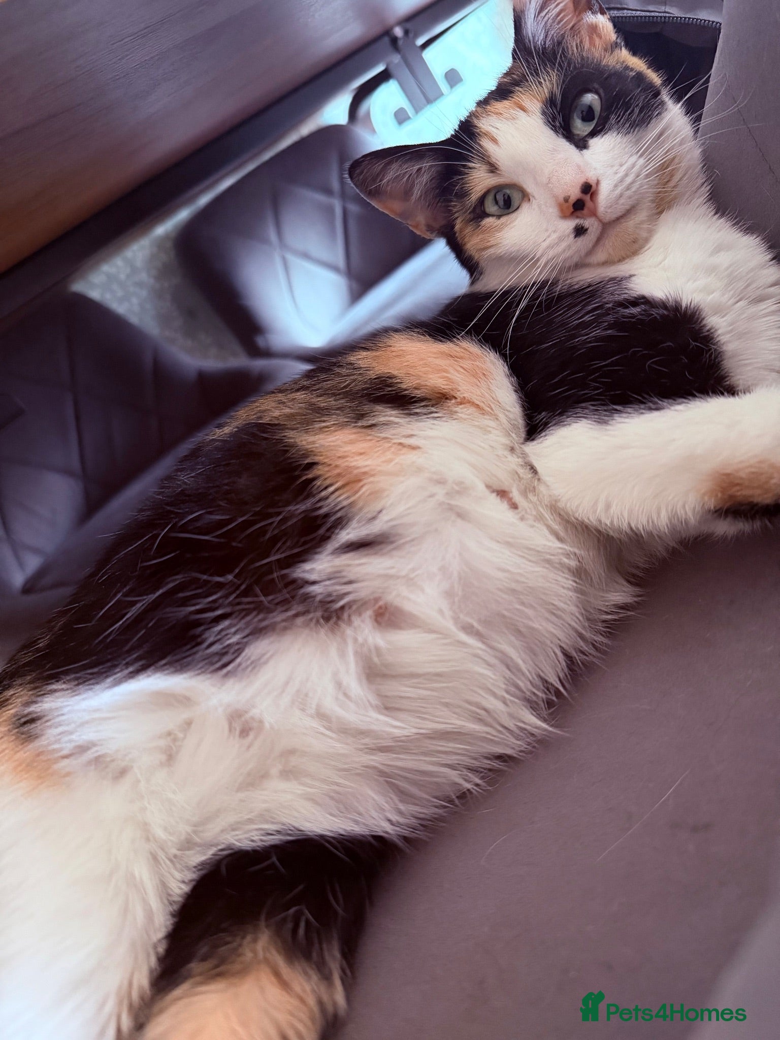 Domestic Shorthair cats Kittens for rehome 🐱  - Advert 10
