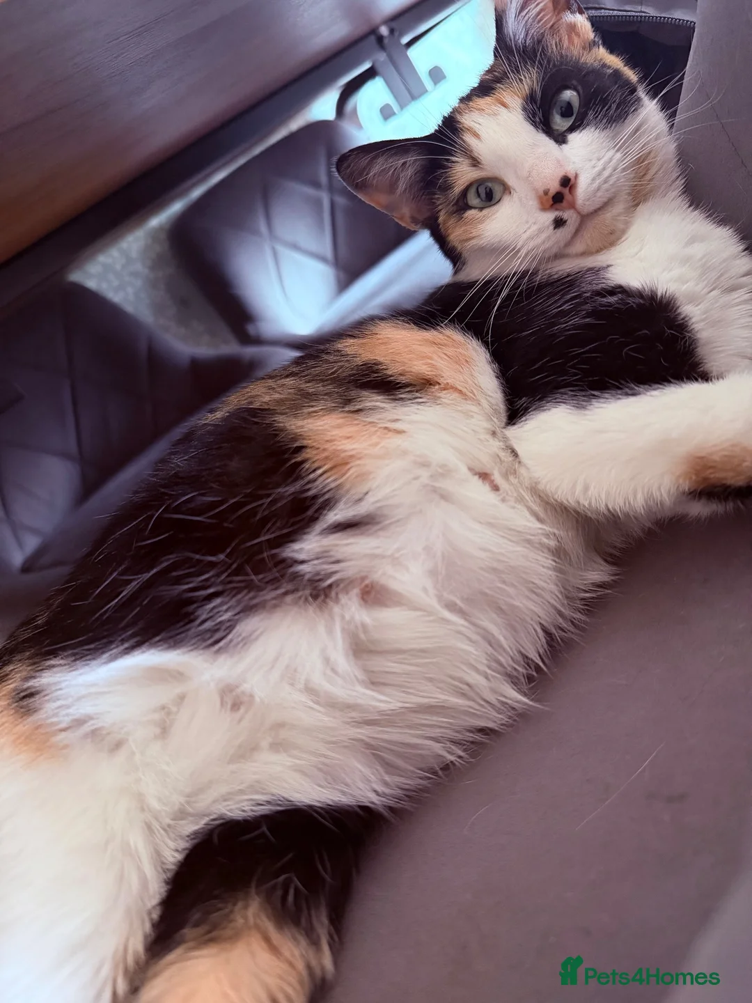 Domestic Shorthair cats for sale: Kittens for rehome 🐱  in Melton Mowbray - Advert 1