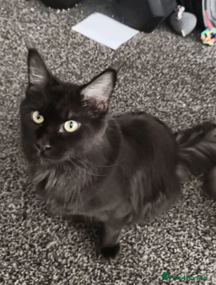 Maine Coon cats Fully bouncy mainecoon babies  - Advert 1