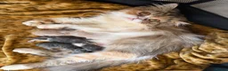 Exotic cats for sale: 🐾 Beautiful Exotic-Type Longhair Kittens 🐾 in Leeds - Advert 4