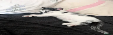 Domestic Shorthair 1