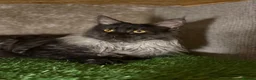 Maine Coon cats for sale: Beautiful Black Smoke Boy in London - Advert 3