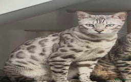 Bengal cats for sale: Female bengal cat - Advert 1