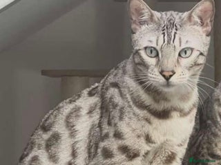 Bengal cats Female bengal cat - Advert 3