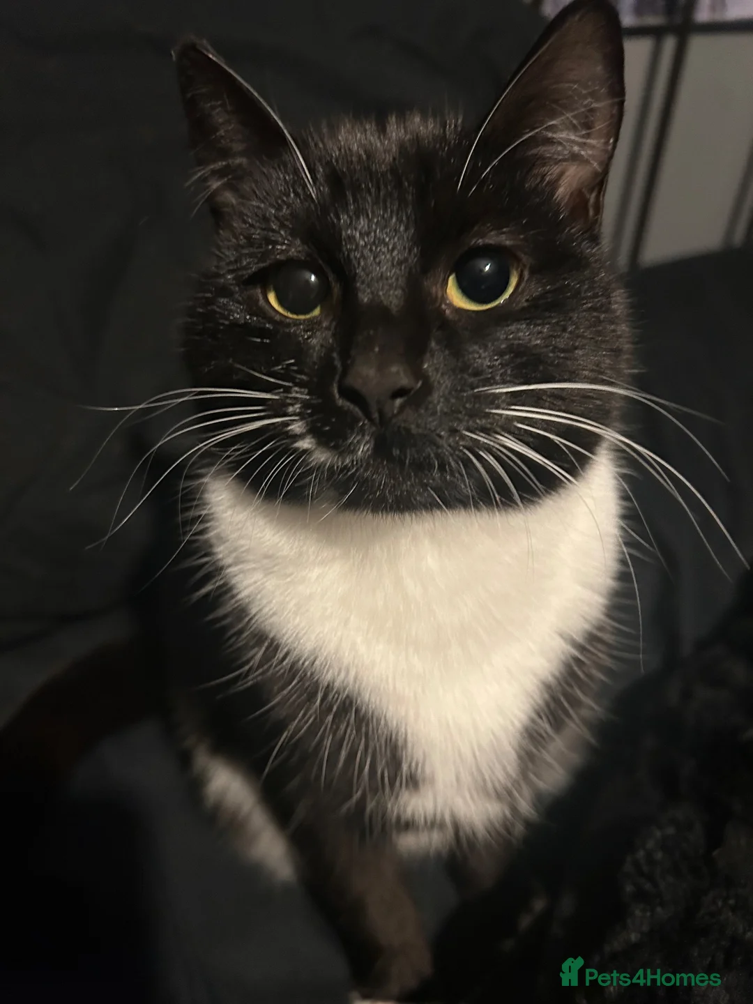 Mixed Breed cats for sale: Lilith the beautiful mixed breed  - Advert 1