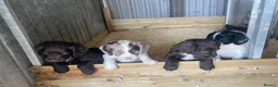 Sprocker dogs for sale: Sprocker puppies - working lines - Advert 5