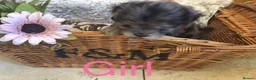 Jackapoo dogs for sale: Mr steven wilson - Advert 17