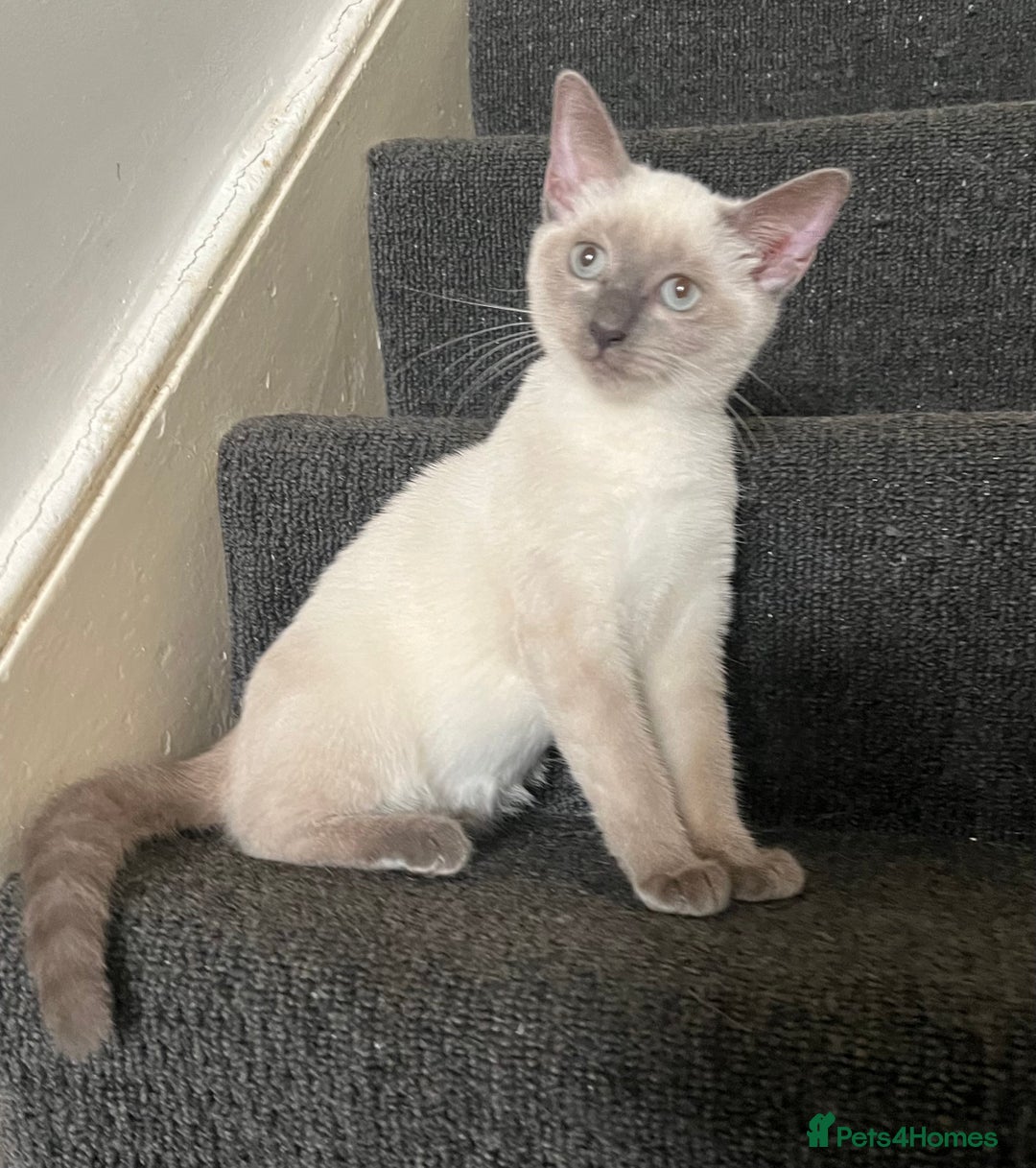 Ragdoll cats for sale: Adorable kitten for sale  - Image 5
