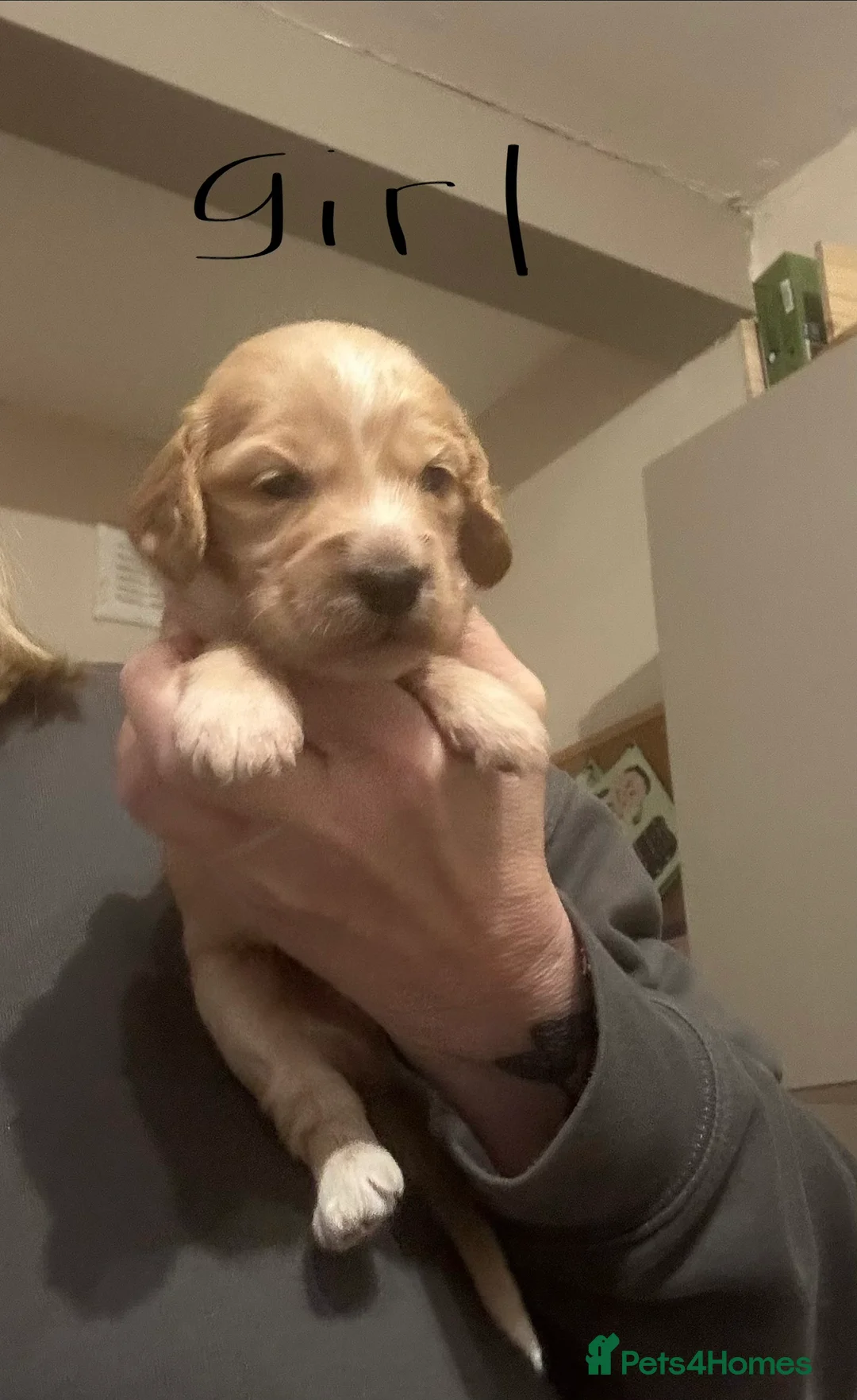 Cockapoo dogs for sale: Cockapoo puppies for sale  - Advert 8