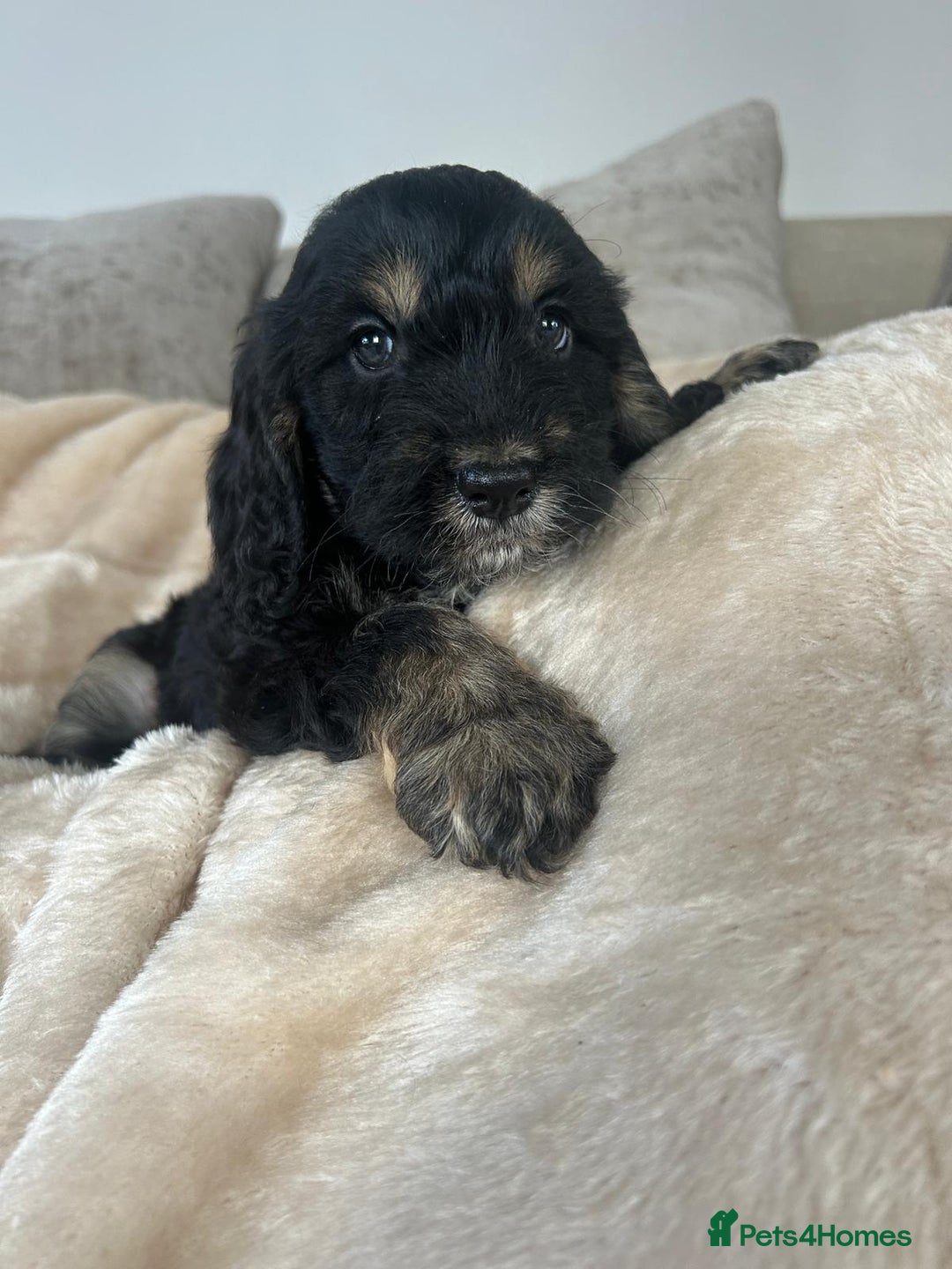 Cockapoo dogs for sale: Adorable F1 cockapoo puppies  - Image 8