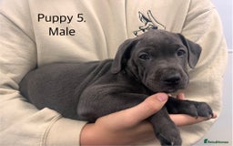 Staffordshire Bull Terrier dogs for sale: Beautiful Staffy puppies  - Image 4