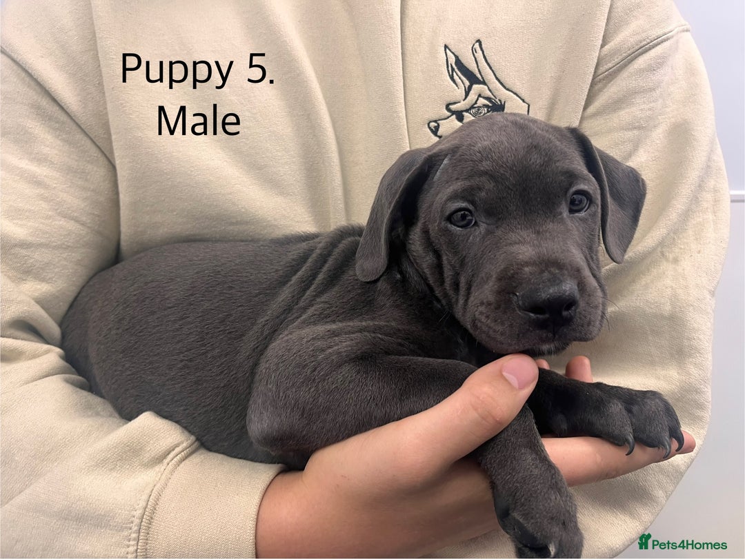 Staffordshire Bull Terrier dogs for sale: Beautiful Staffy puppies  - Image 4