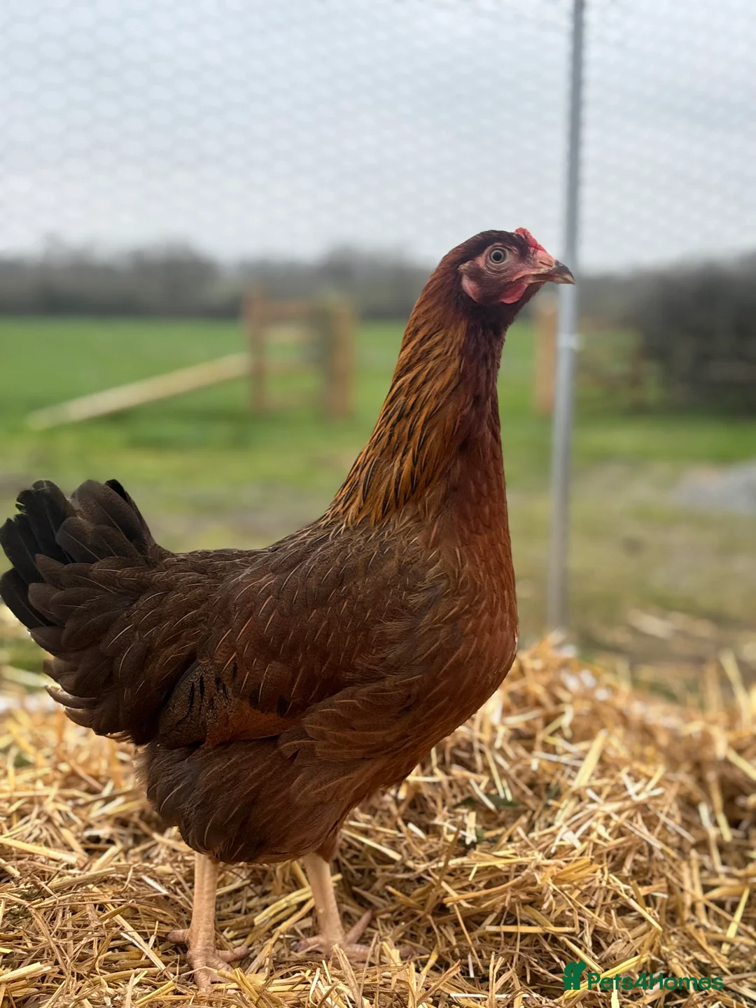 Chickens poultry for sale: Point of Lay Hens for Sale!  in Worcester - Advert 2