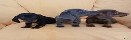 Miniature Dachshund dogs for sale: Miniature dachshund puppies ready now - Advert 2