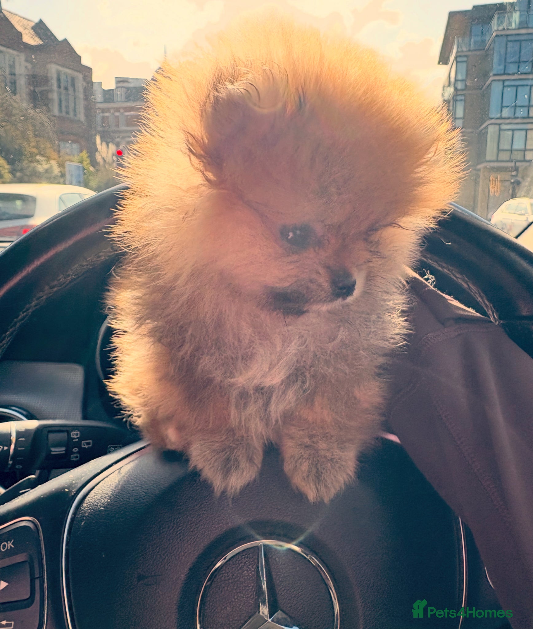 Pomeranian dogs Champion line Bear type Poms  - Advert 1