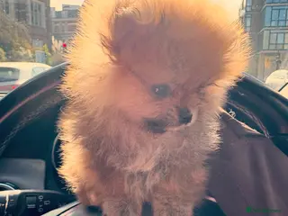 Pomeranian dogs Champion line Bear type Poms - Advert 1