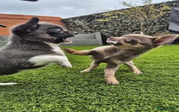 Chihuahua dogs for sale: Chihuahua female puppies  - Image 11