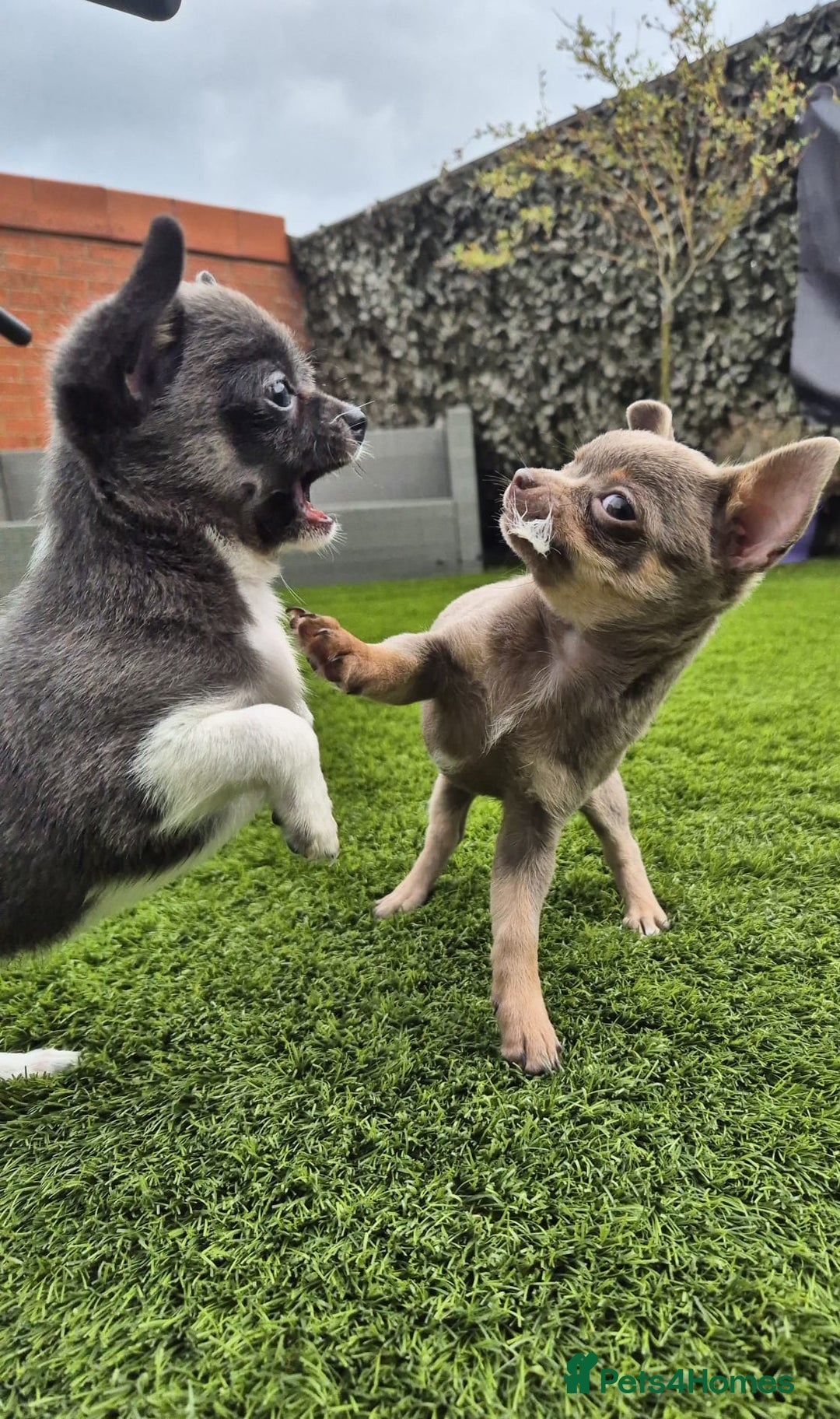 Chihuahua dogs for sale: Chihuahua female puppies  - Image 11