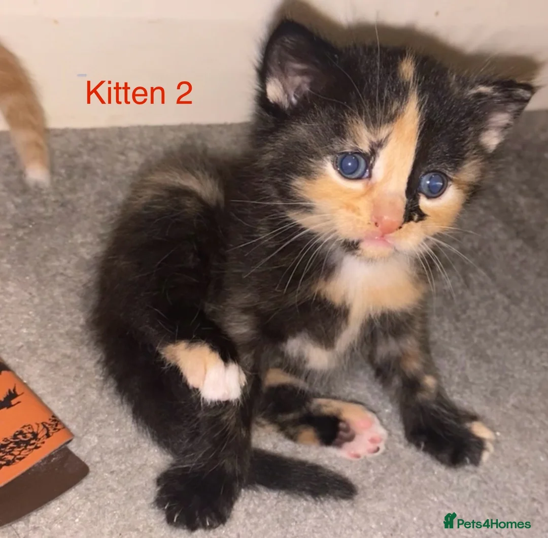 Mixed Breed cats for sale: GORGEOUS KITTENS FOR SALE - Advert 1