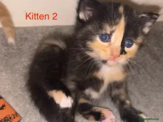 Mixed Breed cats GORGEOUS KITTENS FOR SALE - Advert 6