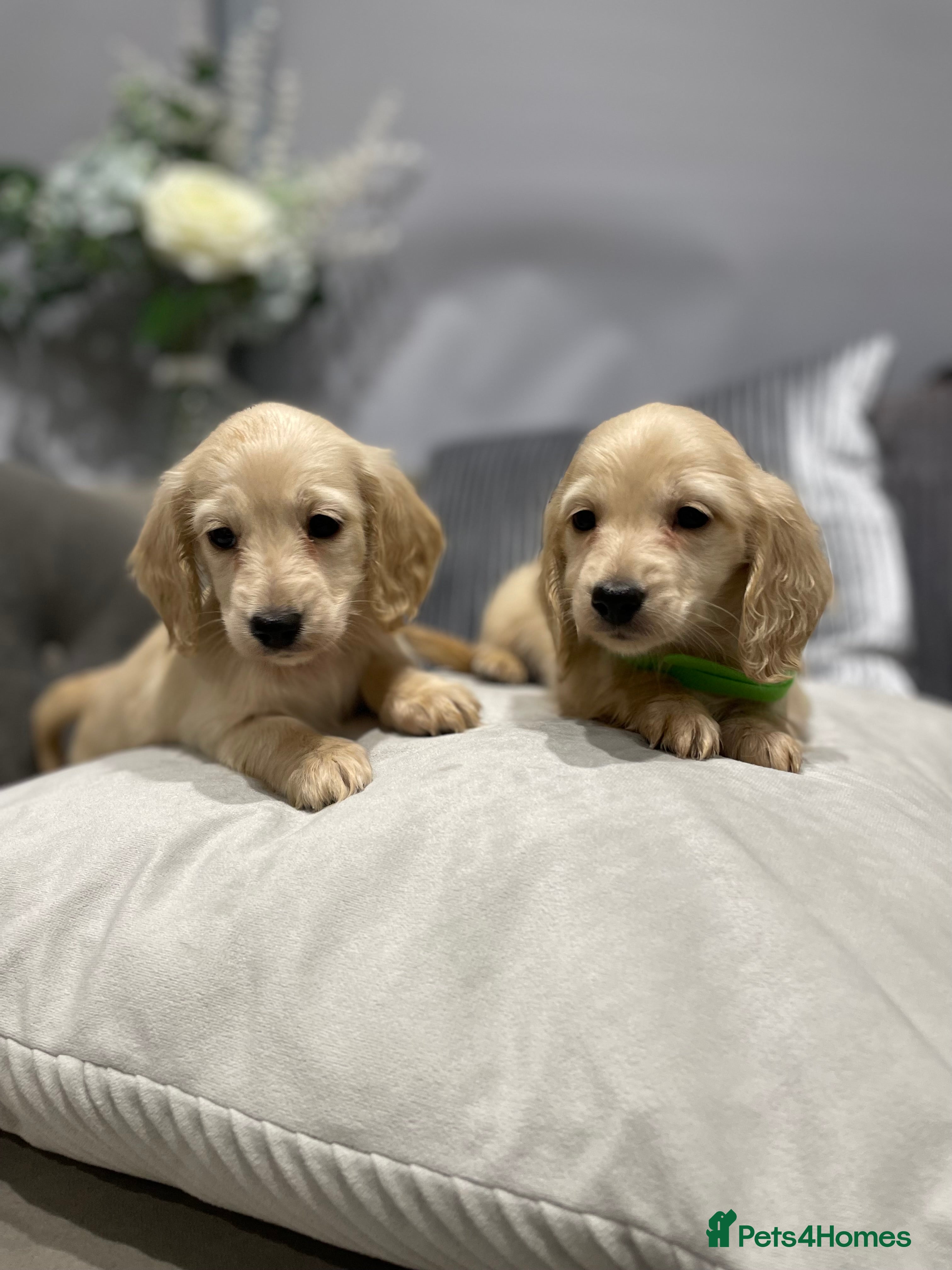 Miniature Dachshund dogs  miniature long-haired dachshunds English  cream  - Advert 6