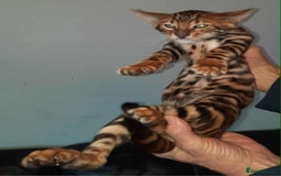Toyger cats for sale: STUNNING TICA REG, PEDIGREE TOYGER CUBS - Image 12