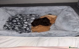 Cockapoo dogs for sale: F1b female Cockapoo puppy  - Image 11
